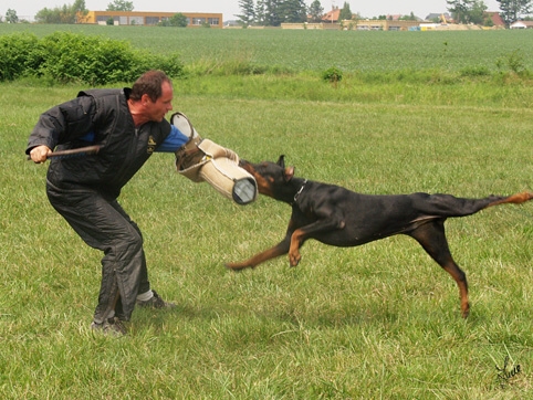 Dogs in training 6/2007